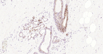 STAT5 alpha Antibody in Immunohistochemistry (Paraffin) (IHC (P))