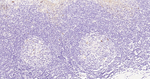 STAT5 alpha Recombinant Rabbit Monoclonal Antibody (15H8)