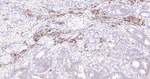CD138 Recombinant Rabbit Monoclonal Antibody (5D12)