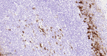 CD138 Antibody in Immunohistochemistry (Paraffin) (IHC (P))