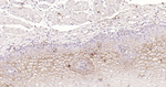 CD138 Antibody in Immunohistochemistry (Paraffin) (IHC (P))