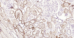 CD138 Antibody in Immunohistochemistry (Paraffin) (IHC (P))