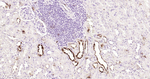CD138 Antibody in Immunohistochemistry (Paraffin) (IHC (P))