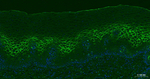 CD138 Antibody in Immunohistochemistry (Paraffin) (IHC (P))