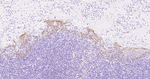 CD1a Recombinant Rabbit Monoclonal Antibody (17C20)