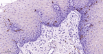 CD1a Antibody in Immunohistochemistry (Paraffin) (IHC (P))