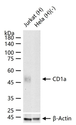 CD1a Antibody in Western Blot (WB)