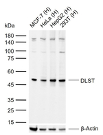 DLST Antibody in Western Blot (WB)