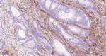 CD90 Antibody in Immunohistochemistry (Paraffin) (IHC (P))
