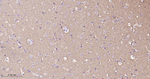 CD90 Antibody in Immunohistochemistry (Paraffin) (IHC (P))