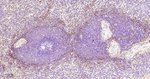 CD90 Antibody in Immunohistochemistry (Paraffin) (IHC (P))