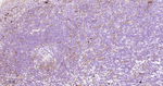 CD90 Antibody in Immunohistochemistry (Paraffin) (IHC (P))