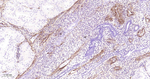 CD90 Recombinant Rabbit Monoclonal Antibody (2B7)