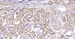 DPP4 Antibody in Immunohistochemistry (Paraffin) (IHC (P))