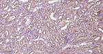 DPP4 Antibody in Immunohistochemistry (Paraffin) (IHC (P))