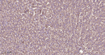 DPP4 Antibody in Immunohistochemistry (Paraffin) (IHC (P))