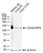 DPP4 Antibody in Western Blot (WB)