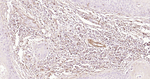 S100A4 Monoclonal Antibody (8D2)