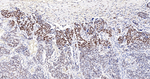 WT1 Recombinant Rabbit Monoclonal Antibody (7C5)