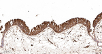ALOX15 Antibody in Immunohistochemistry (Paraffin) (IHC (P))