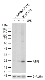 ATF3 Antibody in Western Blot (WB)