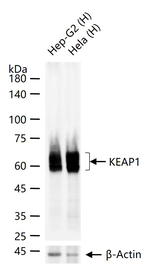 KEAP1 Antibody in Western Blot (WB)