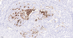 SSEA1 Antibody in Immunohistochemistry (Paraffin) (IHC (P))