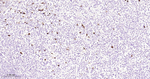SSEA1 Antibody in Immunohistochemistry (Paraffin) (IHC (P))