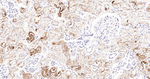 SSEA1 Antibody in Immunohistochemistry (Paraffin) (IHC (P))