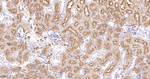 SSEA1 Antibody in Immunohistochemistry (Paraffin) (IHC (P))