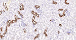 SSEA1 Antibody in Immunohistochemistry (Paraffin) (IHC (P))
