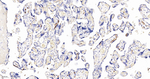 SSEA1 Antibody in Immunohistochemistry (Paraffin) (IHC (P))