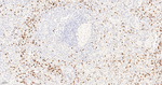 SSEA1 Antibody in Immunohistochemistry (Paraffin) (IHC (P))