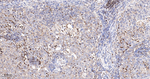Phospho-S6 (Ser235, Ser236) Antibody in Immunohistochemistry (Paraffin) (IHC (P))