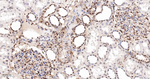 Phospho-S6 (Ser235, Ser236) Antibody in Immunohistochemistry (Paraffin) (IHC (P))