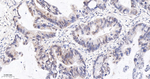Phospho-S6 (Ser235, Ser236) Recombinant Rabbit Monoclonal Antibody (11A2)
