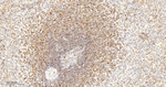 Phospho-S6 (Ser235, Ser236) Antibody in Immunohistochemistry (Paraffin) (IHC (P))