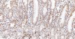 Phospho-S6 (Ser235, Ser236) Antibody in Immunohistochemistry (Paraffin) (IHC (P))
