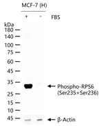 Phospho-S6 (Ser235, Ser236) Antibody in Western Blot (WB)