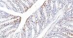 Phospho-S6 (Ser240, Ser244) Antibody in Immunohistochemistry (Paraffin) (IHC (P))
