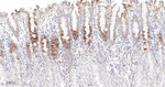 Phospho-S6 (Ser240, Ser244) Antibody in Immunohistochemistry (Paraffin) (IHC (P))