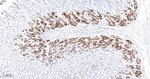 Phospho-S6 (Ser240, Ser244) Antibody in Immunohistochemistry (Paraffin) (IHC (P))