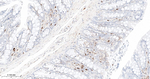 Phospho-S6 (Ser240, Ser244) Antibody in Immunohistochemistry (Paraffin) (IHC (P))