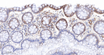 Phospho-S6 (Ser240, Ser244) Antibody in Immunohistochemistry (Paraffin) (IHC (P))