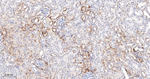 Phospho-S6 (Ser240, Ser244) Antibody in Immunohistochemistry (Paraffin) (IHC (P))