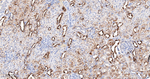 Phospho-S6 (Ser240, Ser244) Antibody in Immunohistochemistry (Paraffin) (IHC (P))