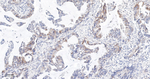 Phospho-S6 (Ser240, Ser244) Recombinant Rabbit Monoclonal Antibody (12B9)