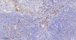Phospho-S6 (Ser240, Ser244) Antibody in Immunohistochemistry (Paraffin) (IHC (P))