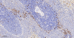 Phospho-S6 (Ser240, Ser244) Antibody in Immunohistochemistry (Paraffin) (IHC (P))