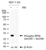 Phospho-S6 (Ser240, Ser244) Antibody in Western Blot (WB)